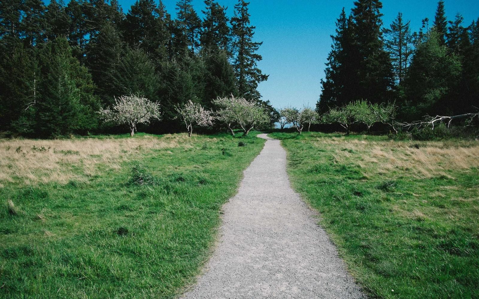 Feldweg zwischen Wiesen und Bäumen